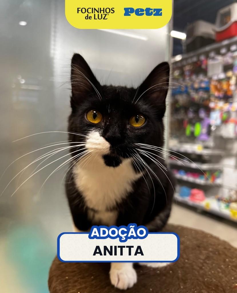 Anitta, gata de porte pequeno para adoção em Rio de Janeiro - RJ