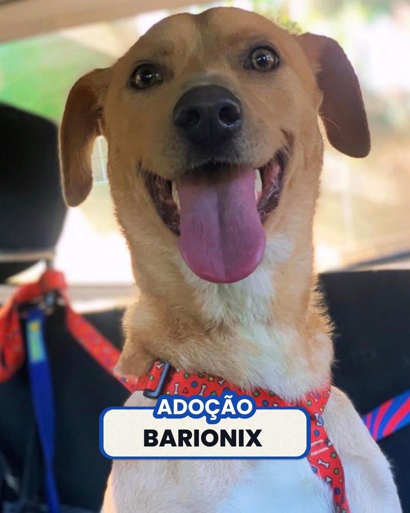 Barionix, cachorro de porte médio para adoção em Rio de Janeiro - RJ