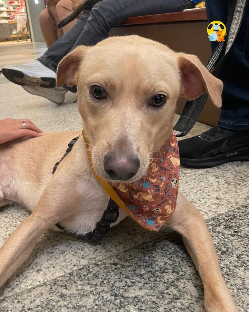 Barionix, cachorro de porte médio para adoção em Rio de Janeiro - RJ — foto 2 de 3