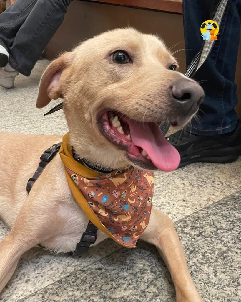 Barionix, cachorro de porte médio para adoção em Rio de Janeiro - RJ — foto 3 de 3
