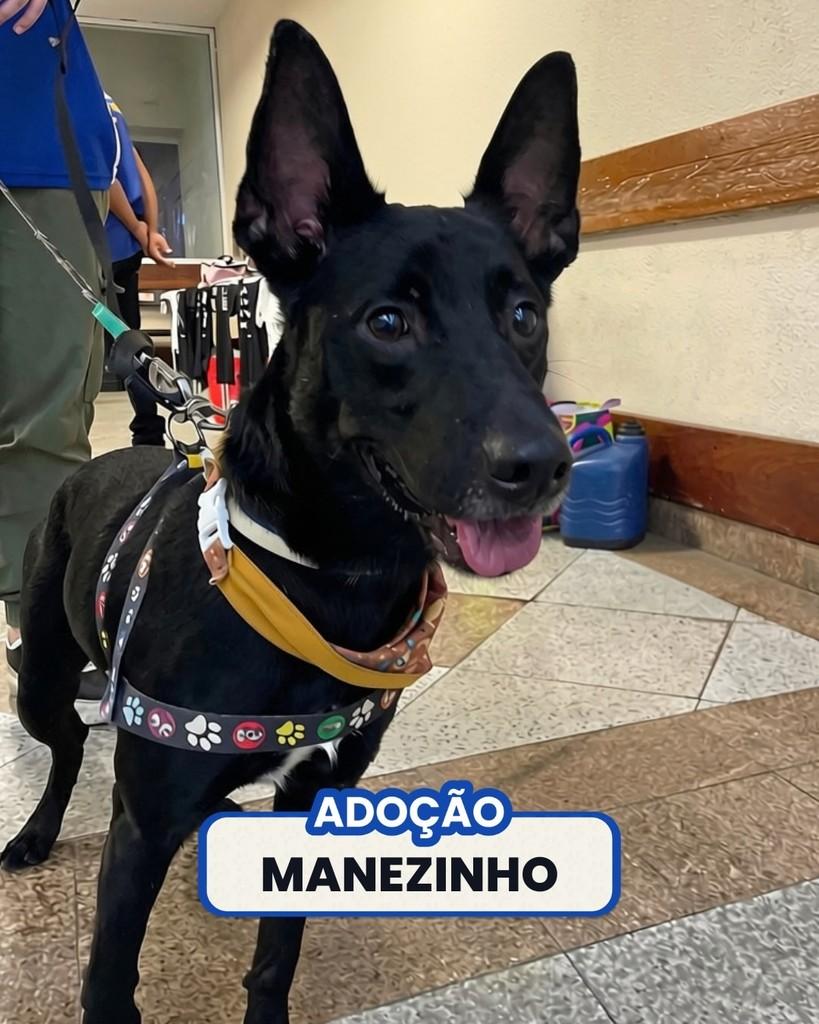 Manezinho, cachorro de porte médio para adoção em Rio de Janeiro - RJ