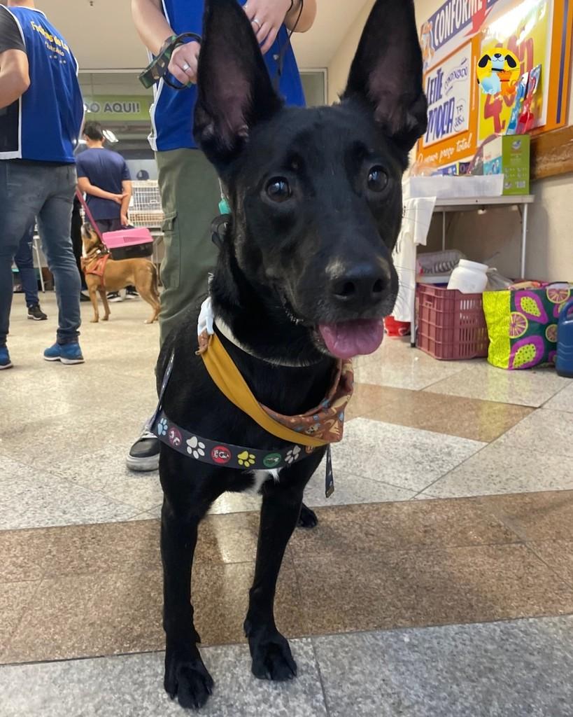 Manezinho, cachorro de porte médio para adoção em Rio de Janeiro - RJ — foto 2 de 4