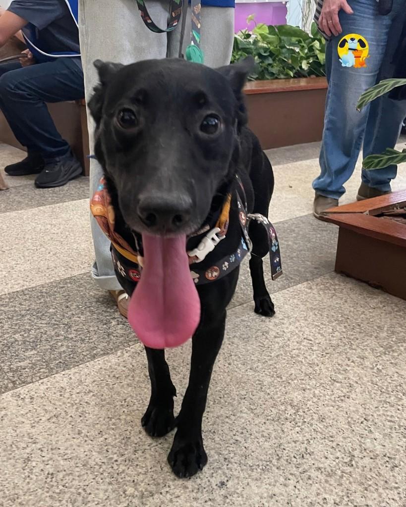 Manezinho, cachorro de porte médio para adoção em Rio de Janeiro - RJ — foto 3 de 4