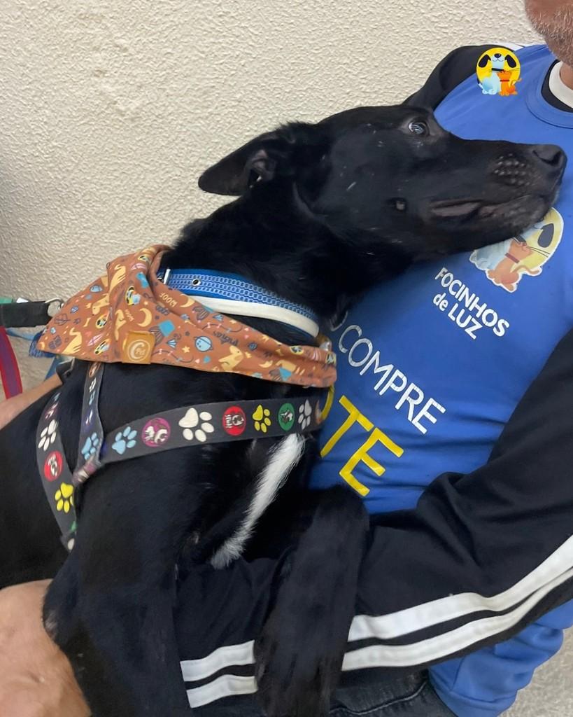 Manezinho, cachorro de porte médio para adoção em Rio de Janeiro - RJ — foto 4 de 4