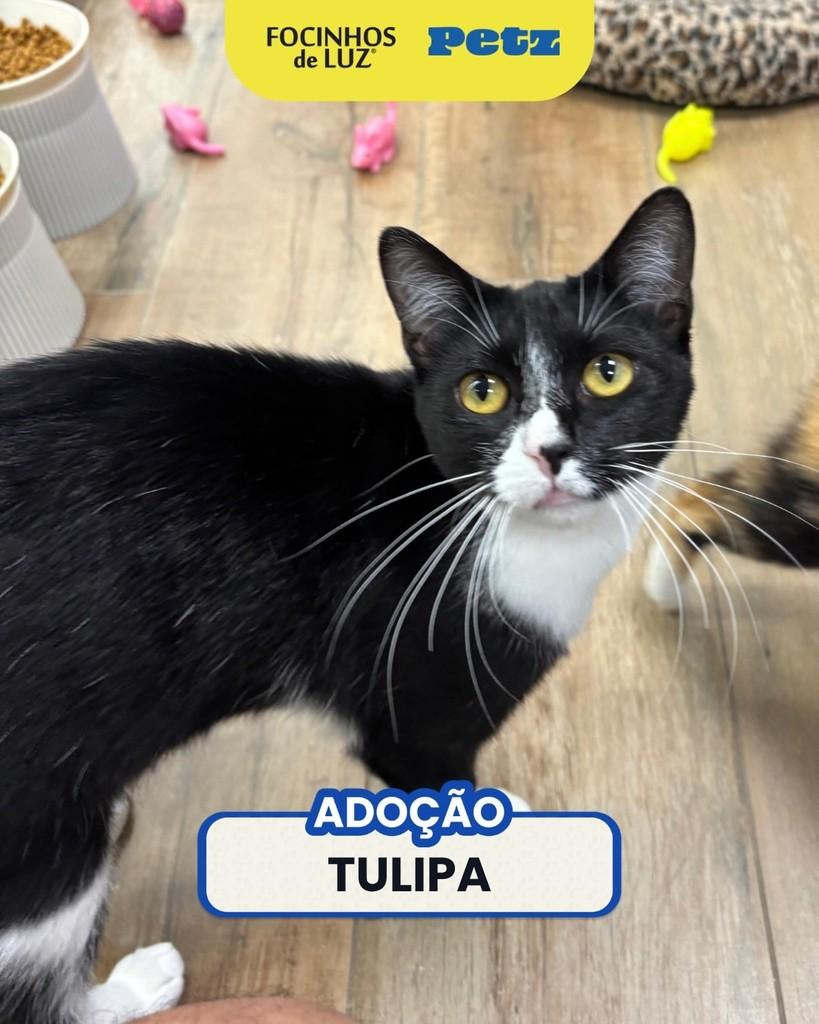 Tulipa, gata de porte pequeno para adoção em Rio de Janeiro - RJ