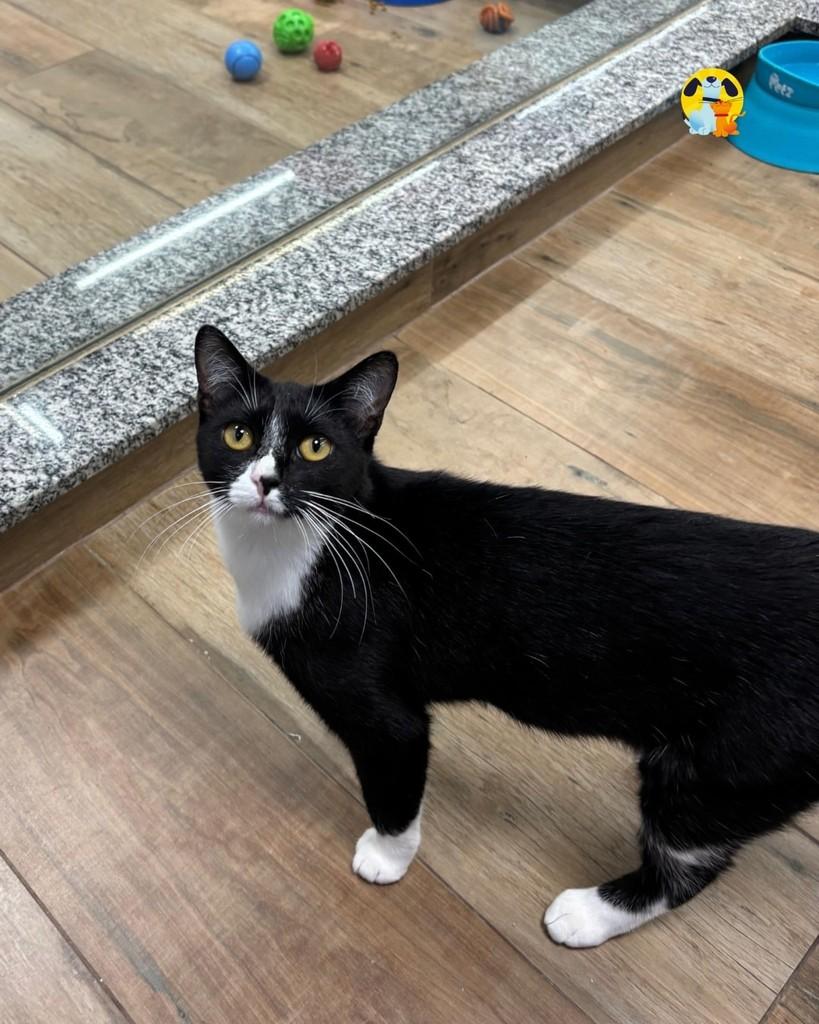 Tulipa, gata de porte pequeno para adoção em Rio de Janeiro - RJ — foto 3 de 3