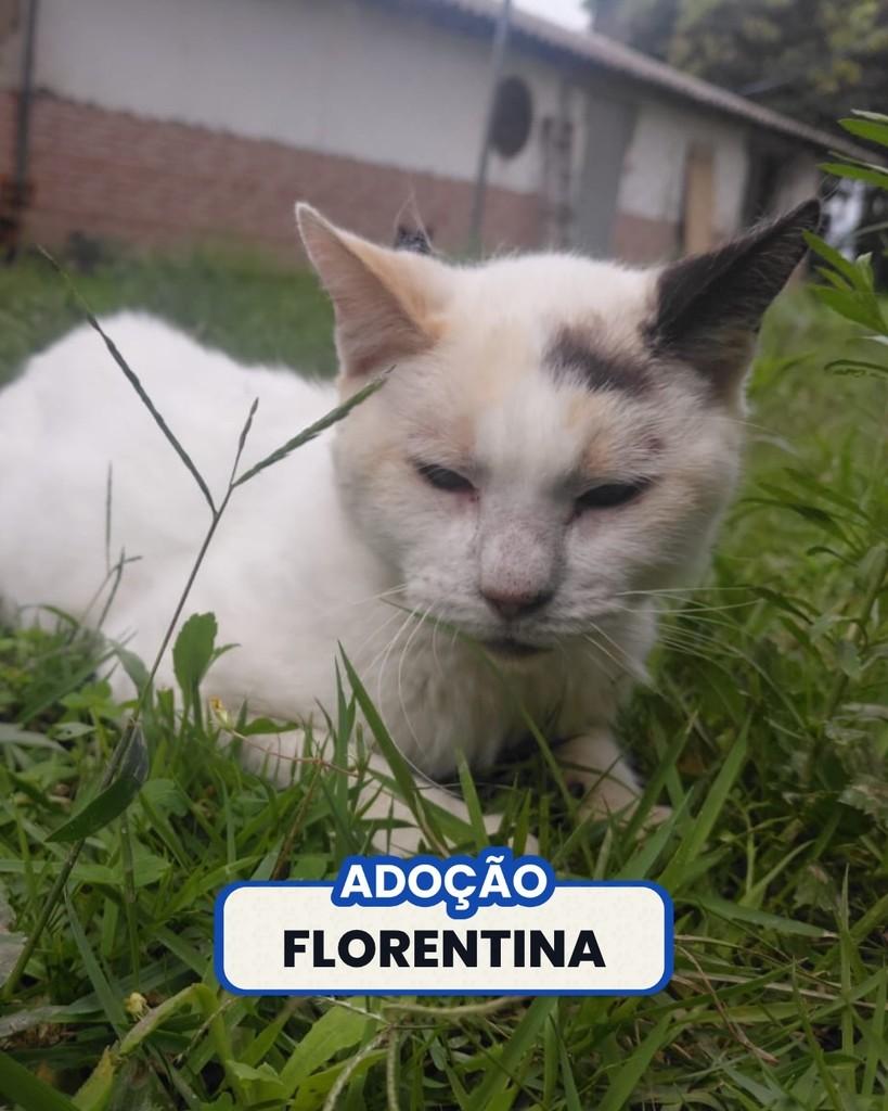 Florentina, gata de porte médio para adoção no Rio de Janeiro - RJ