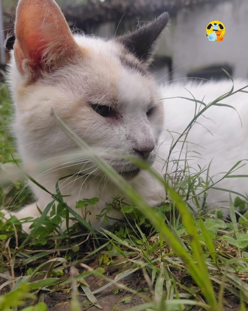 Florentina, gata de porte médio para adoção no Rio de Janeiro - RJ — foto 2 de 4