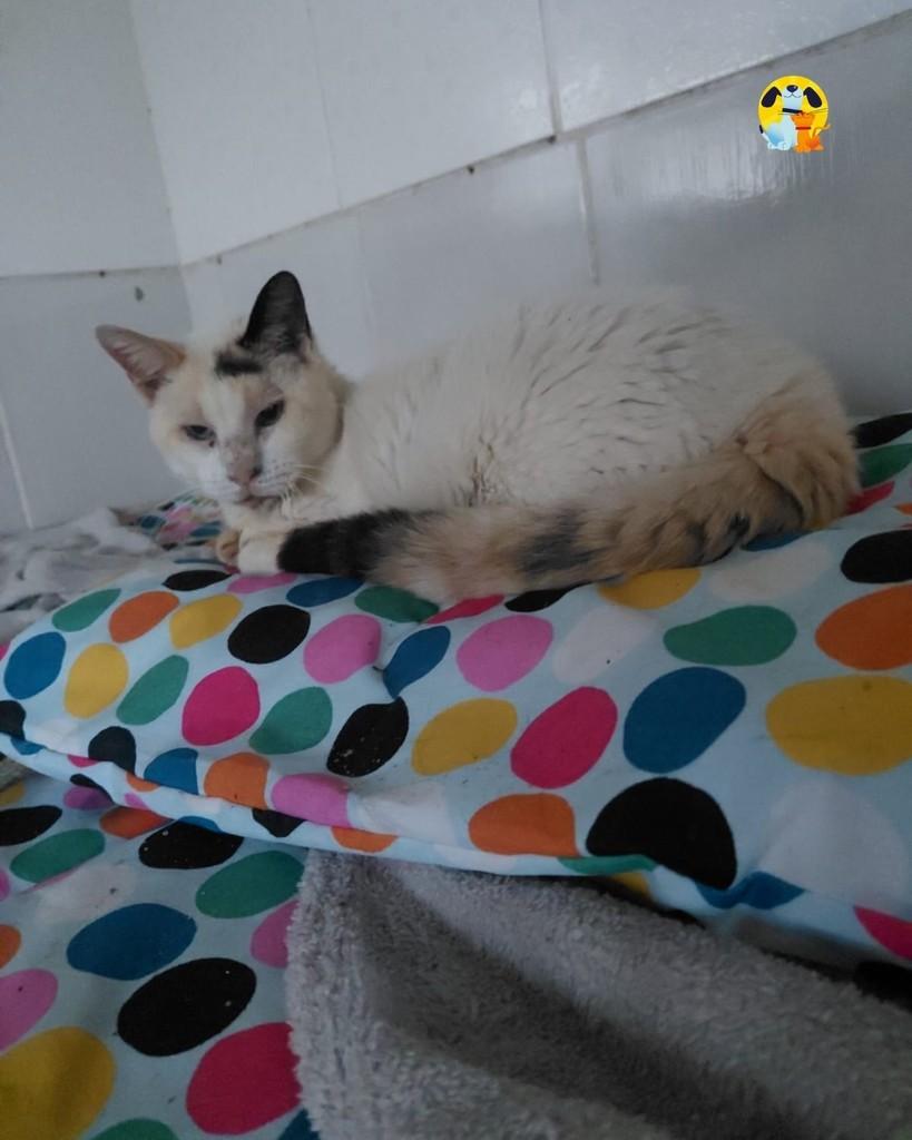 Florentina, gata de porte médio para adoção no Rio de Janeiro - RJ — foto 3 de 4