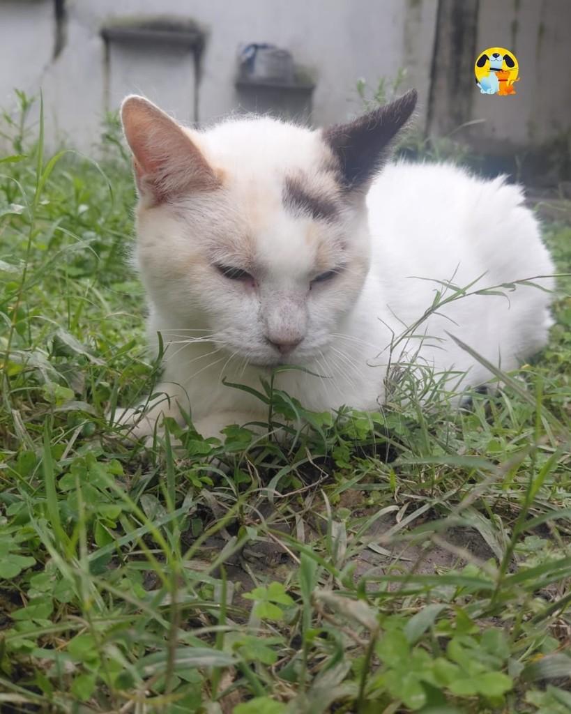 Florentina, gata de porte médio para adoção no Rio de Janeiro - RJ — foto 4 de 4