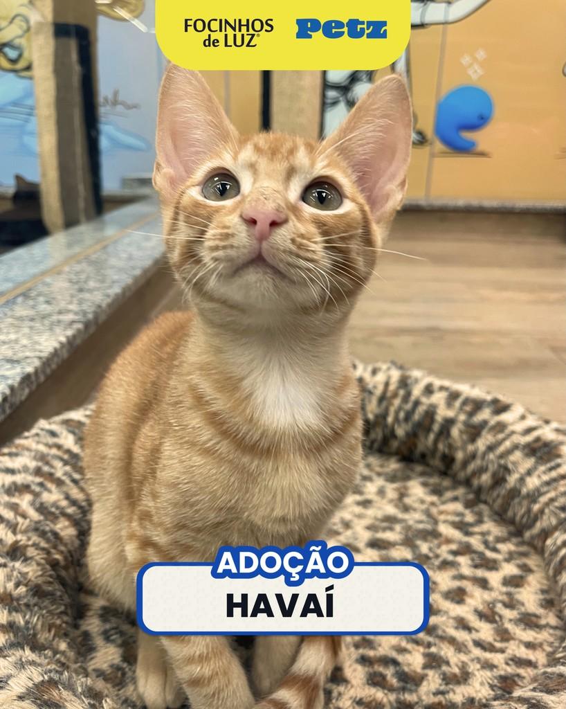 Havaí, gato de porte pequeno para adoção no Rio de Janeiro - RJ