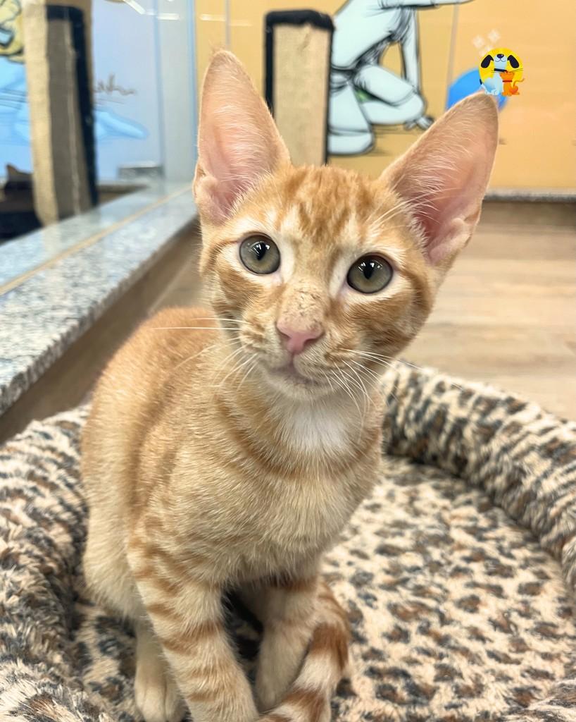 Havaí, gato de porte pequeno para adoção no Rio de Janeiro - RJ — foto 2 de 5