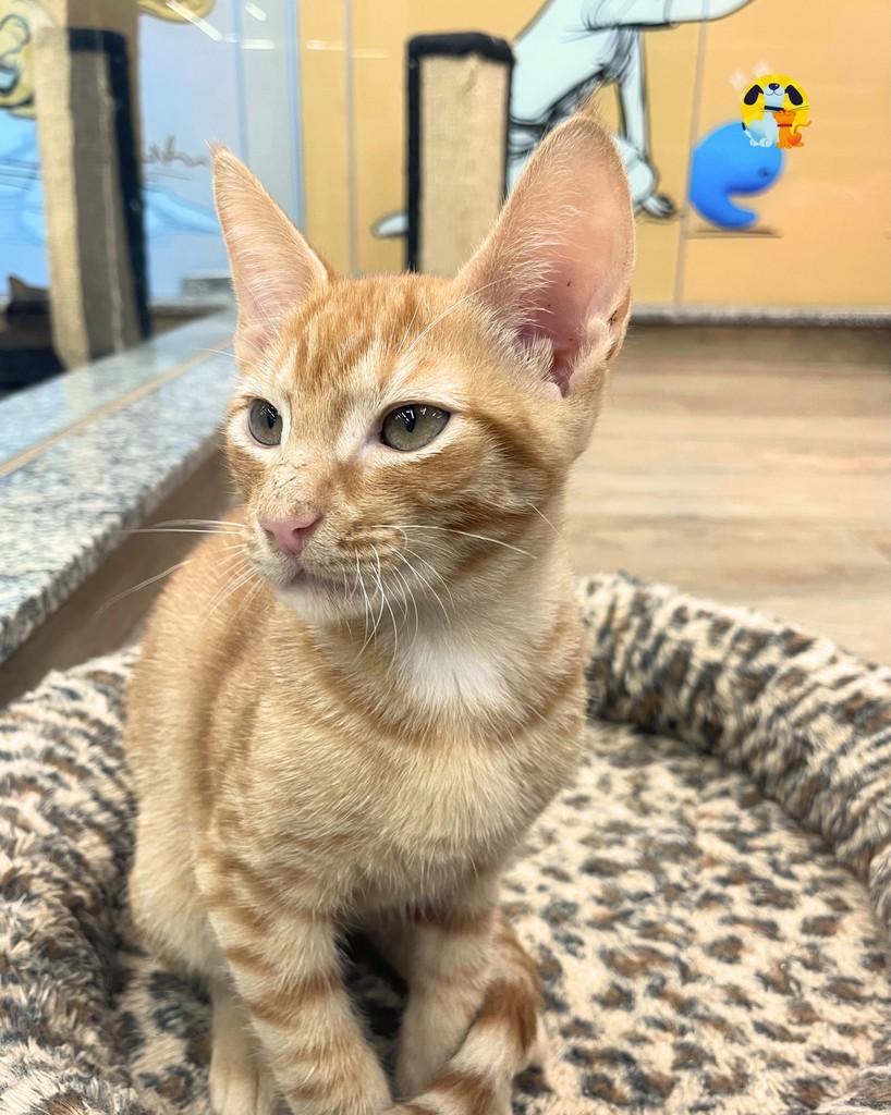 Havaí, gato de porte pequeno para adoção no Rio de Janeiro - RJ — foto 3 de 5