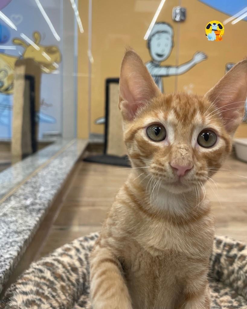 Havaí, gato de porte pequeno para adoção no Rio de Janeiro - RJ — foto 4 de 5