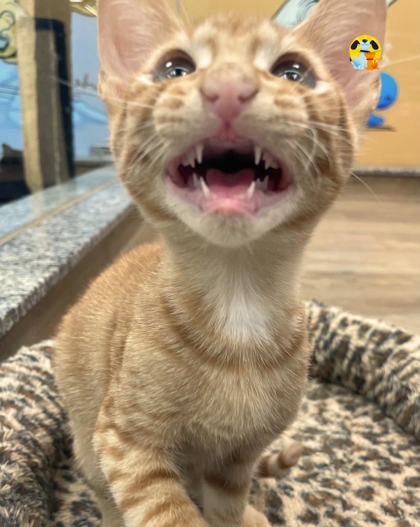 Havaí, gato de porte pequeno para adoção no Rio de Janeiro - RJ — foto 5 de 5