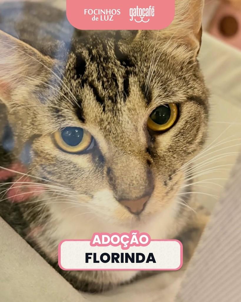 Florinda, gata de porte pequeno para adoção no Rio de Janeiro - RJ