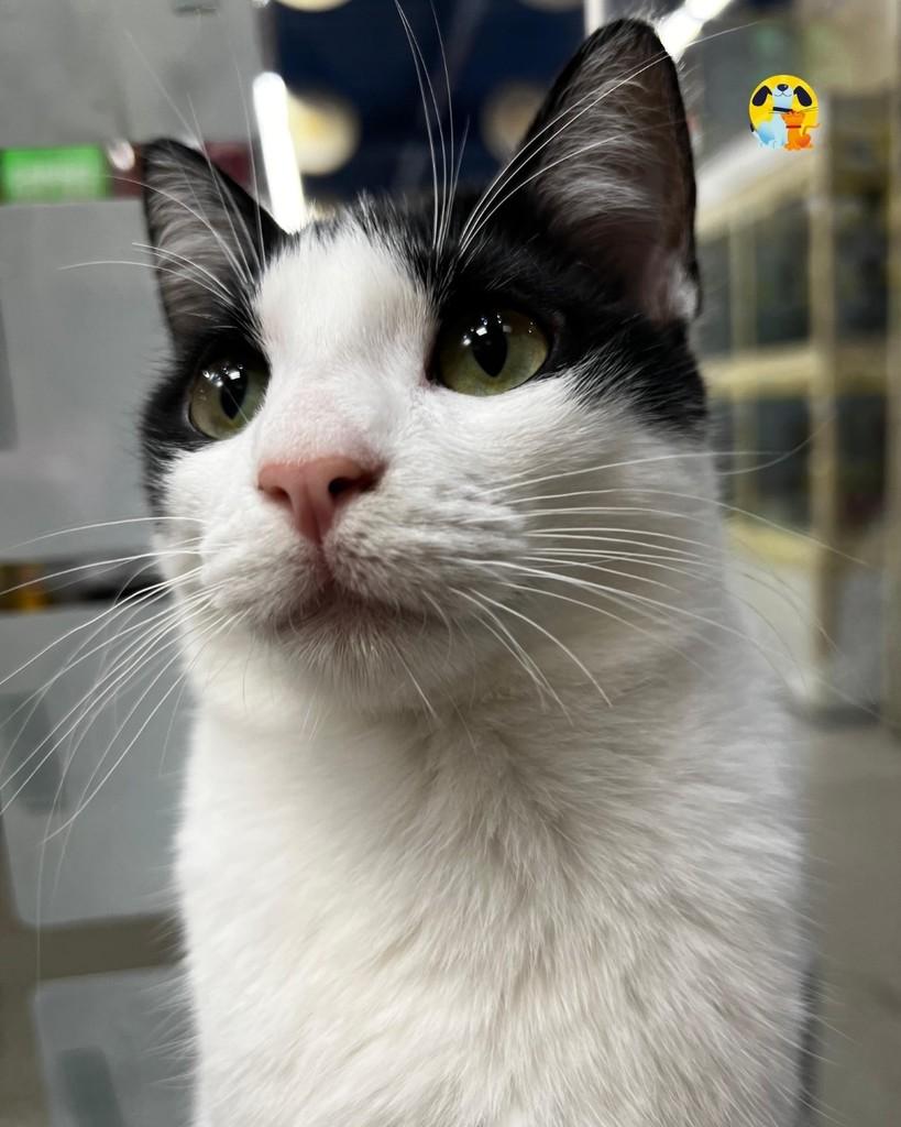Lirio, gato de porte médio para adoção no Rio de Janeiro - RJ