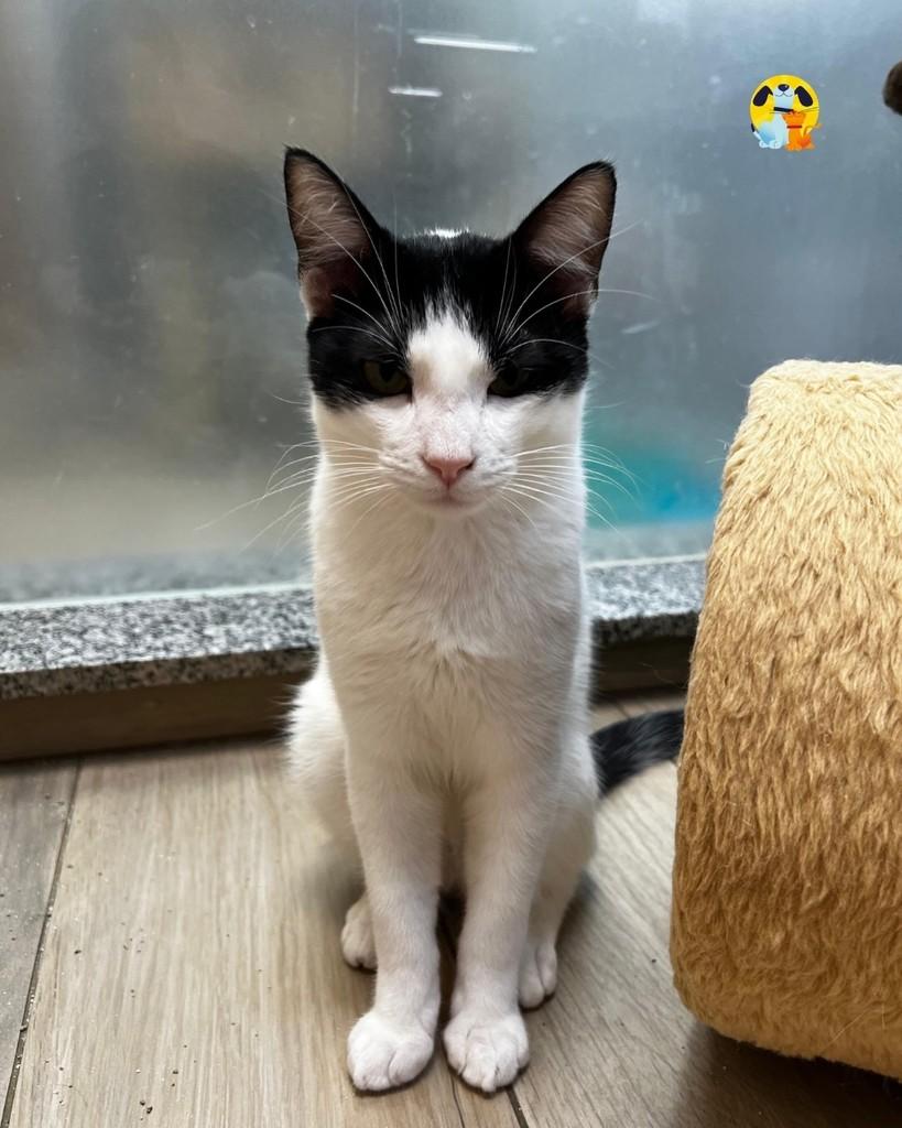 Lirio, gato de porte médio para adoção no Rio de Janeiro - RJ — foto 2 de 4