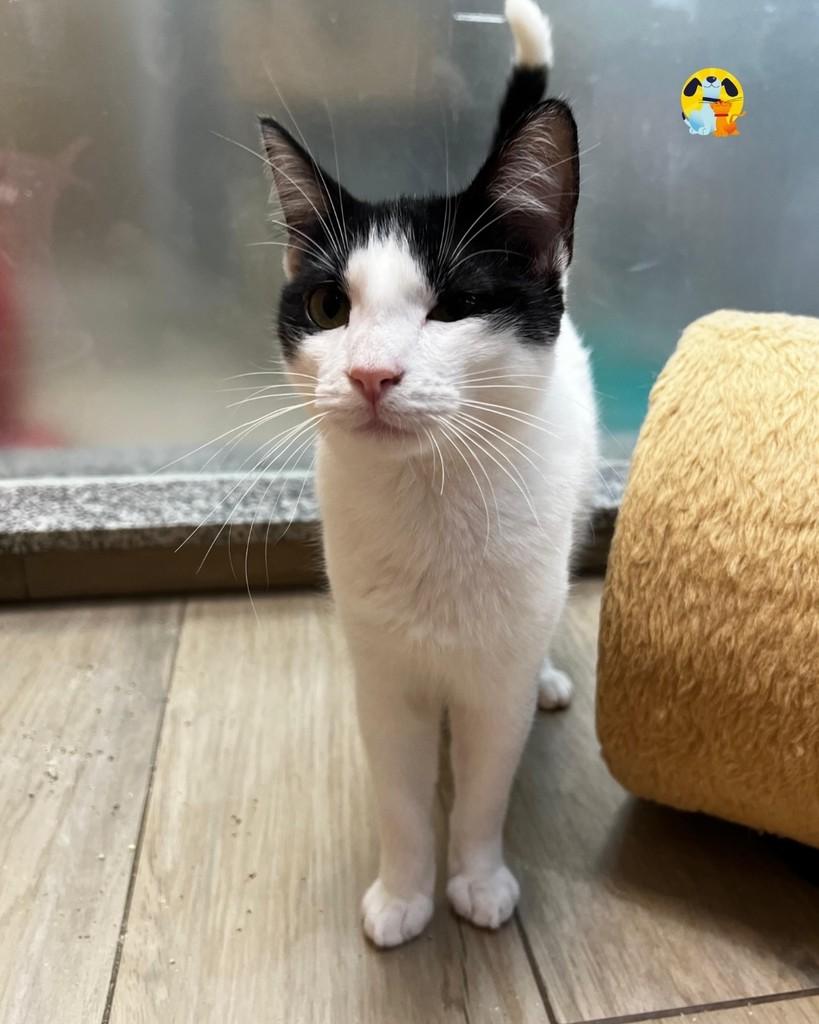 Lirio, gato de porte médio para adoção no Rio de Janeiro - RJ — foto 3 de 4