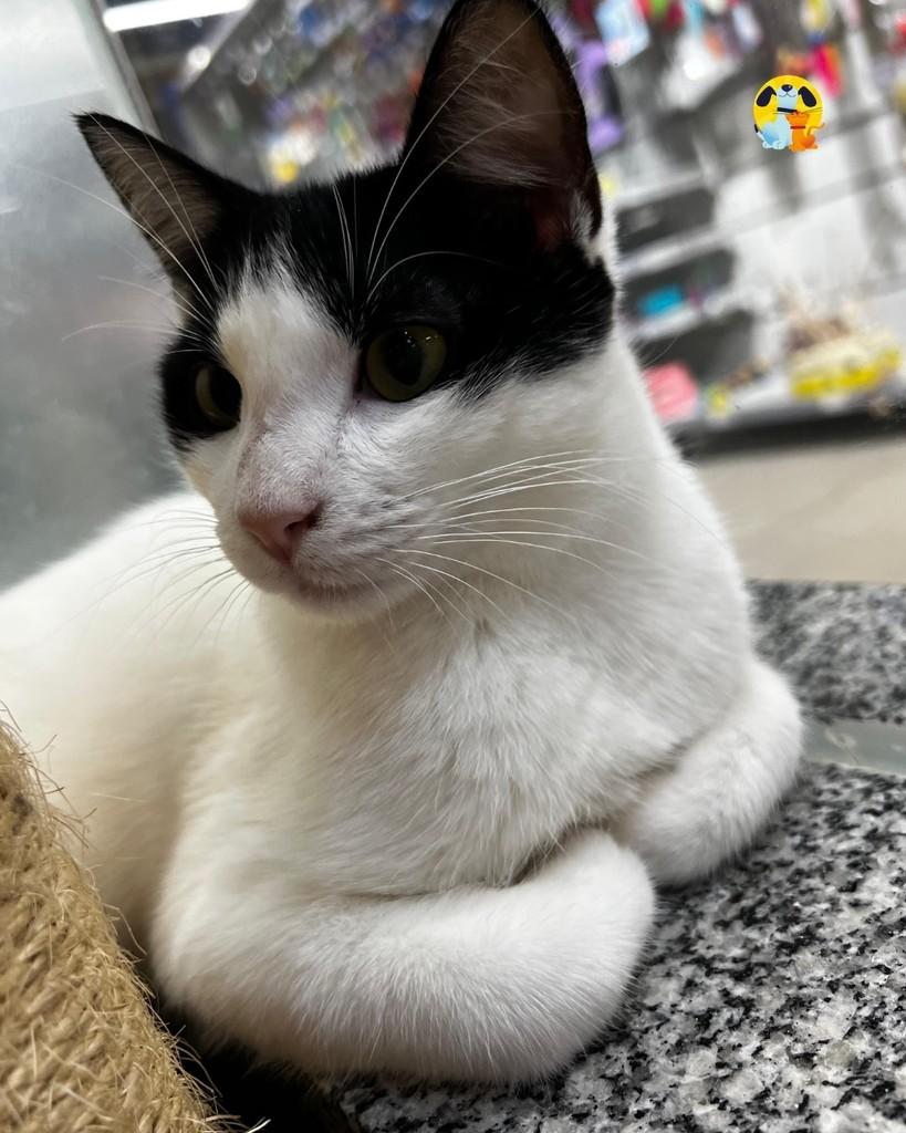 Lirio, gato de porte médio para adoção no Rio de Janeiro - RJ — foto 4 de 4