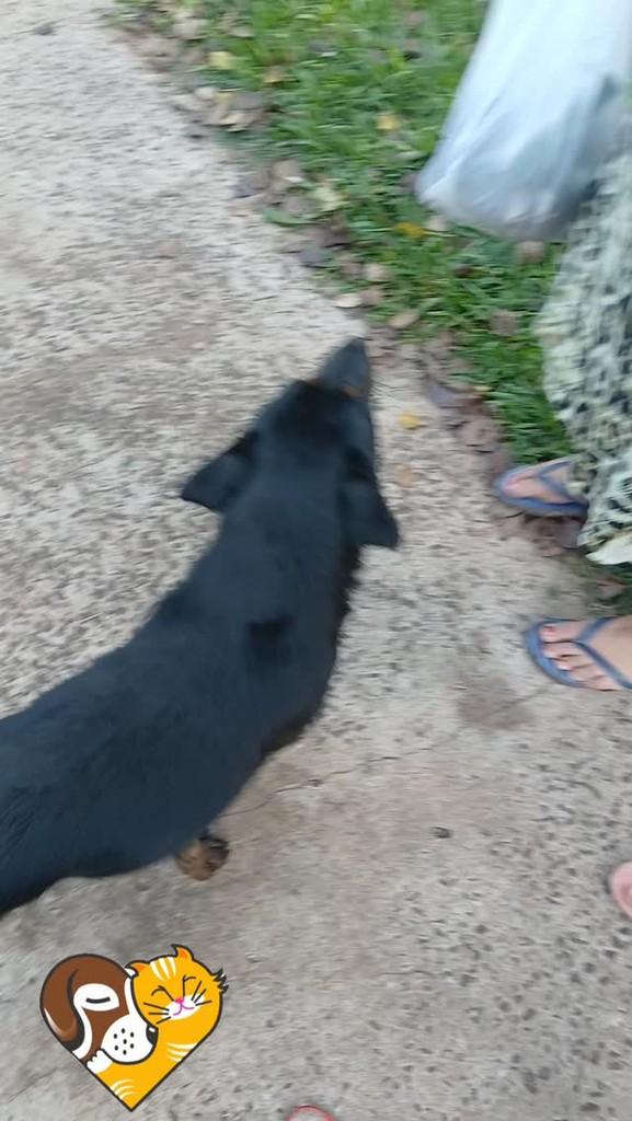 Princesa, cachorro de porte médio para adoção em Ijuí - RS