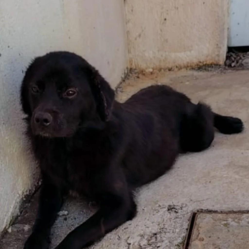 Meninão, cachorro de porte médio para adoção em Ijuí - RS