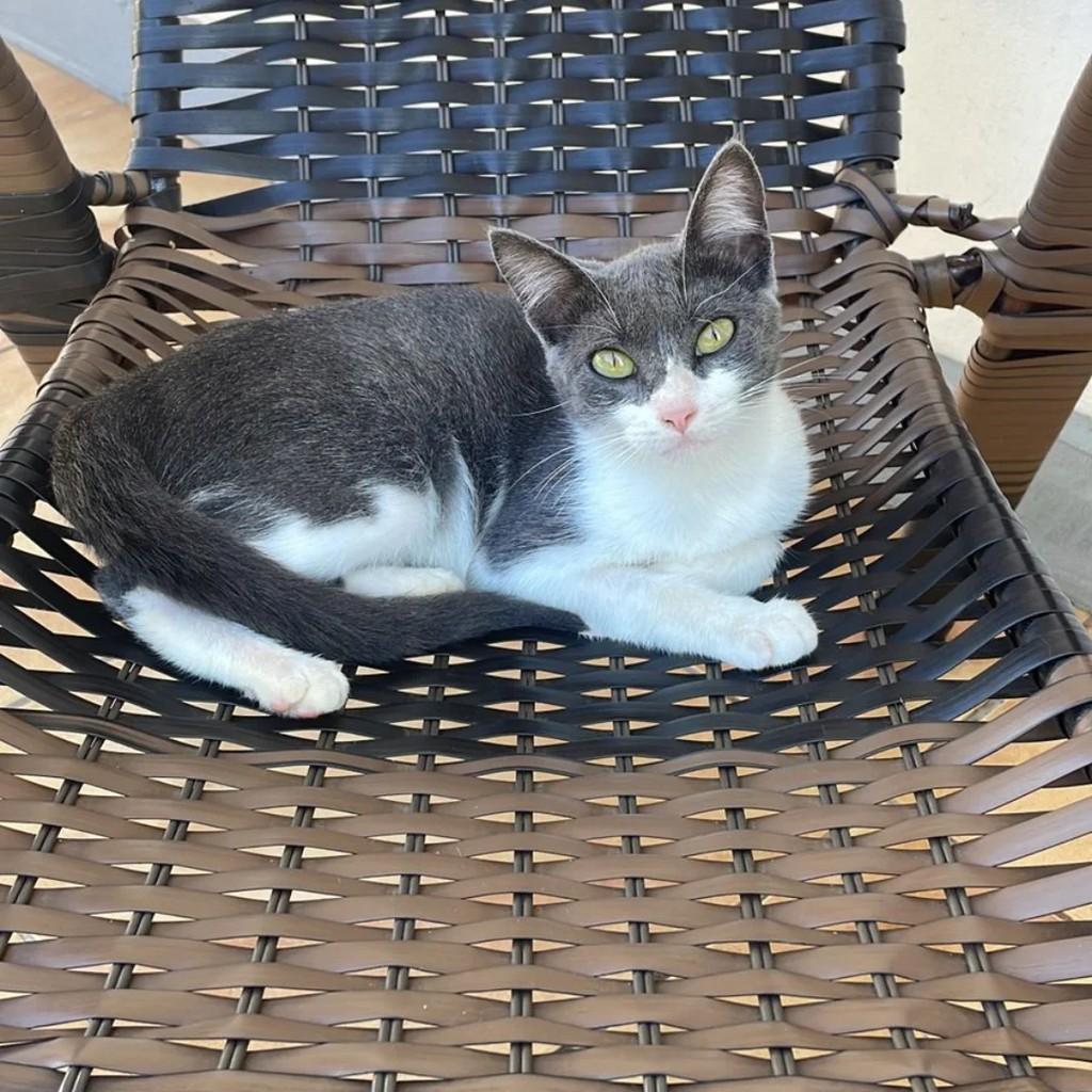 Maya, gato de porte pequeno para adoção em Ijuí - RS
