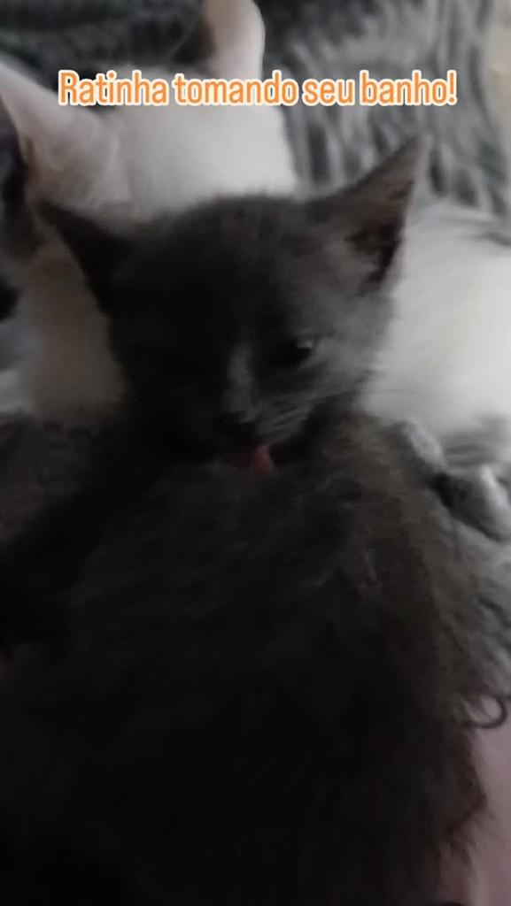 Ratinha, gata de porte pequeno para adoção em Ijuí - RS