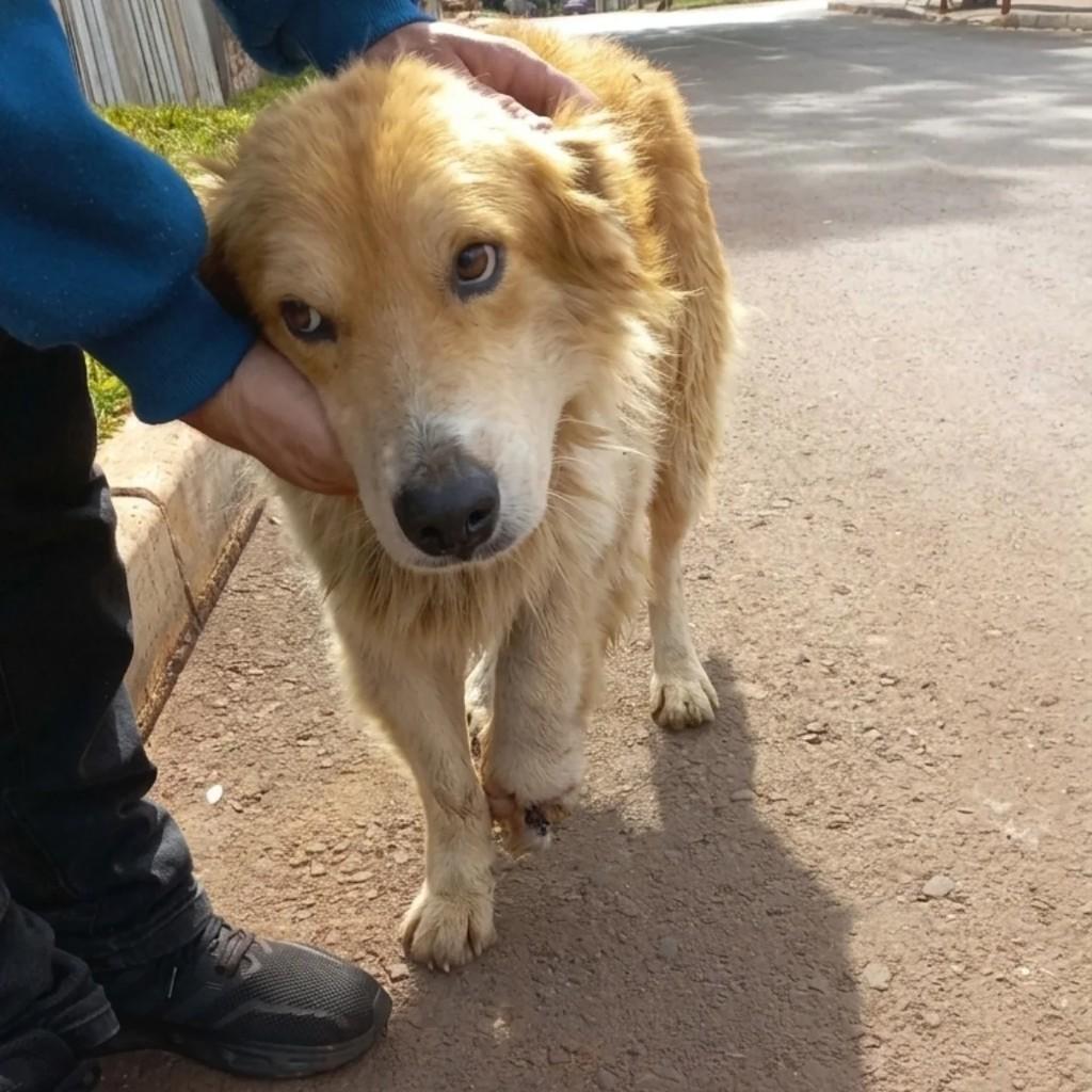 Capuccino, cachorro de porte médio para adoção em Ijuí - RS