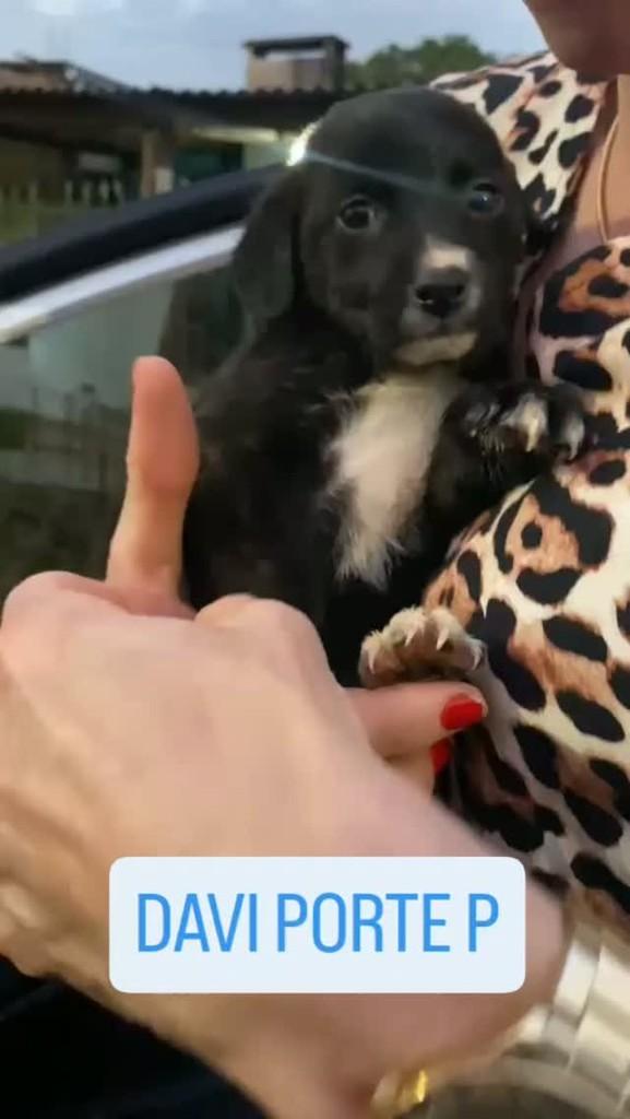 Davi, cachorro de porte pequeno para adoção em Ijuí - RS