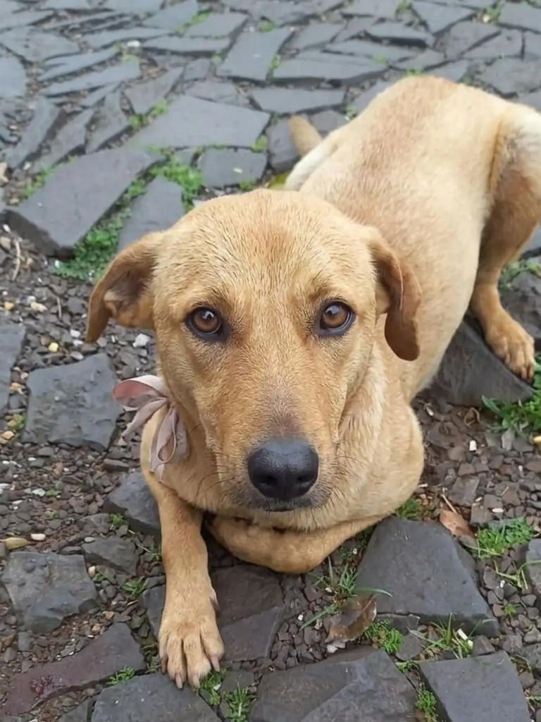 Madalena, cachorro de porte médio para adoção em Ijuí - RS