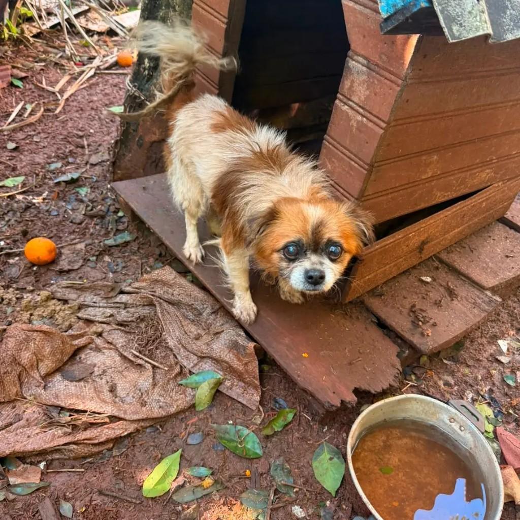 Docinho, cachorro de porte pequeno para adoção em Ijuí - RS