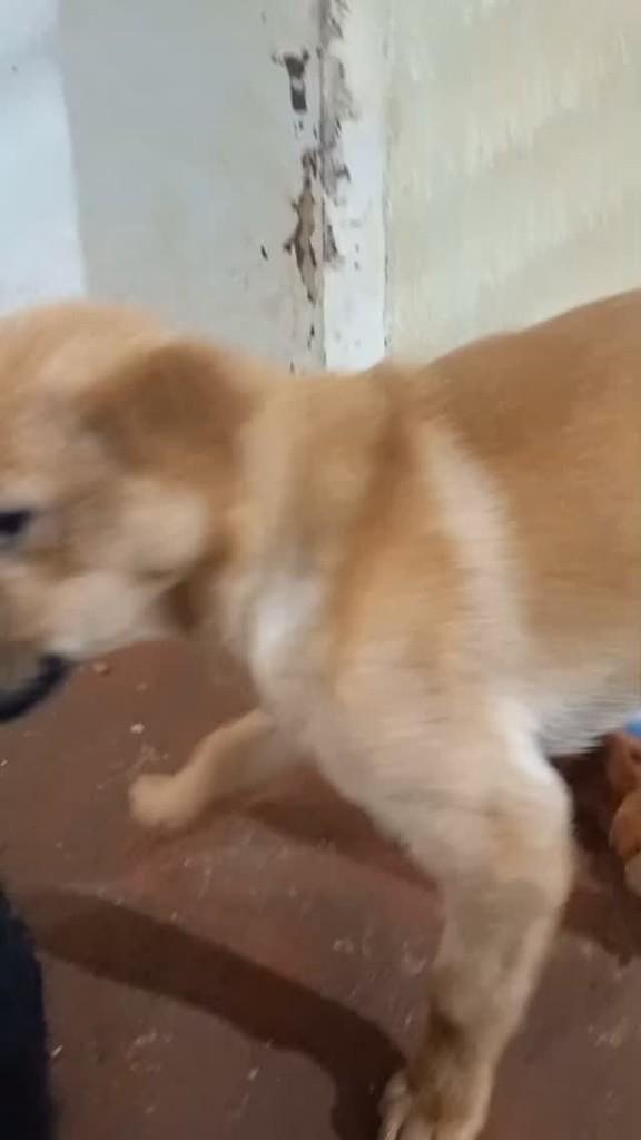 Carmelinha, cachorro de porte pequeno para adoção em Ijuí - RS