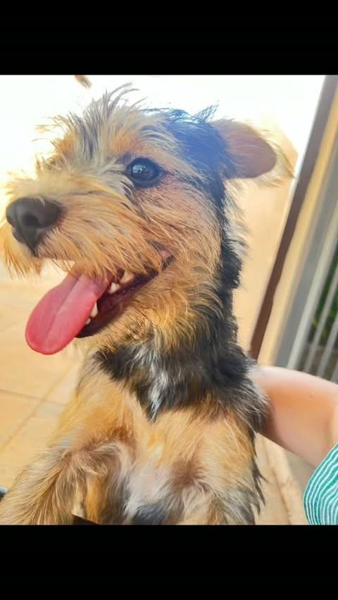 Bruce, cachorro de porte pequeno para adoção em Ijuí - RS