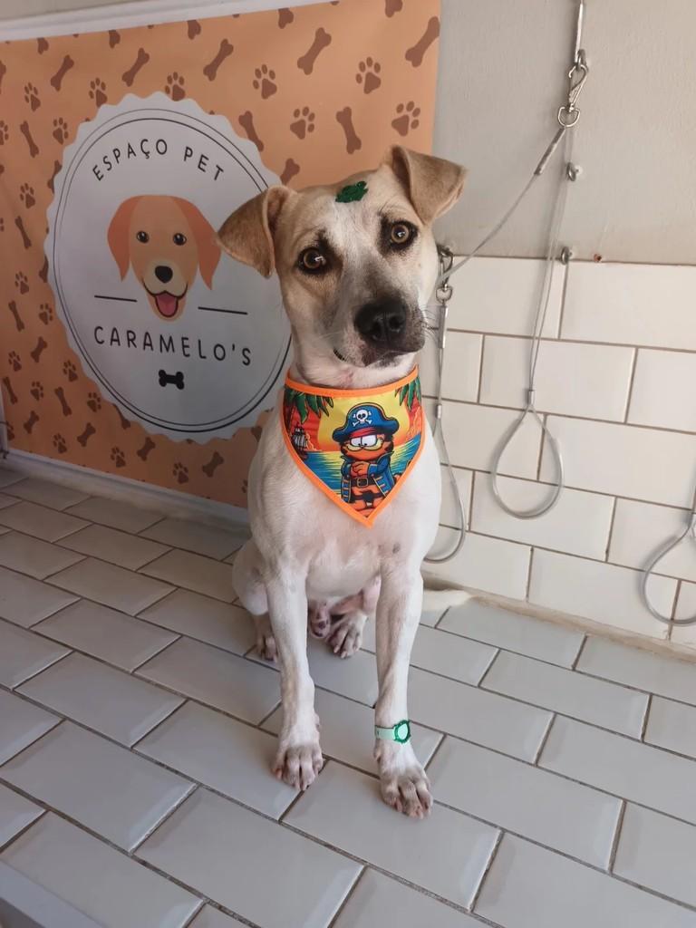 Bob, cachorro de porte médio para adoção em São Leopoldo - RS