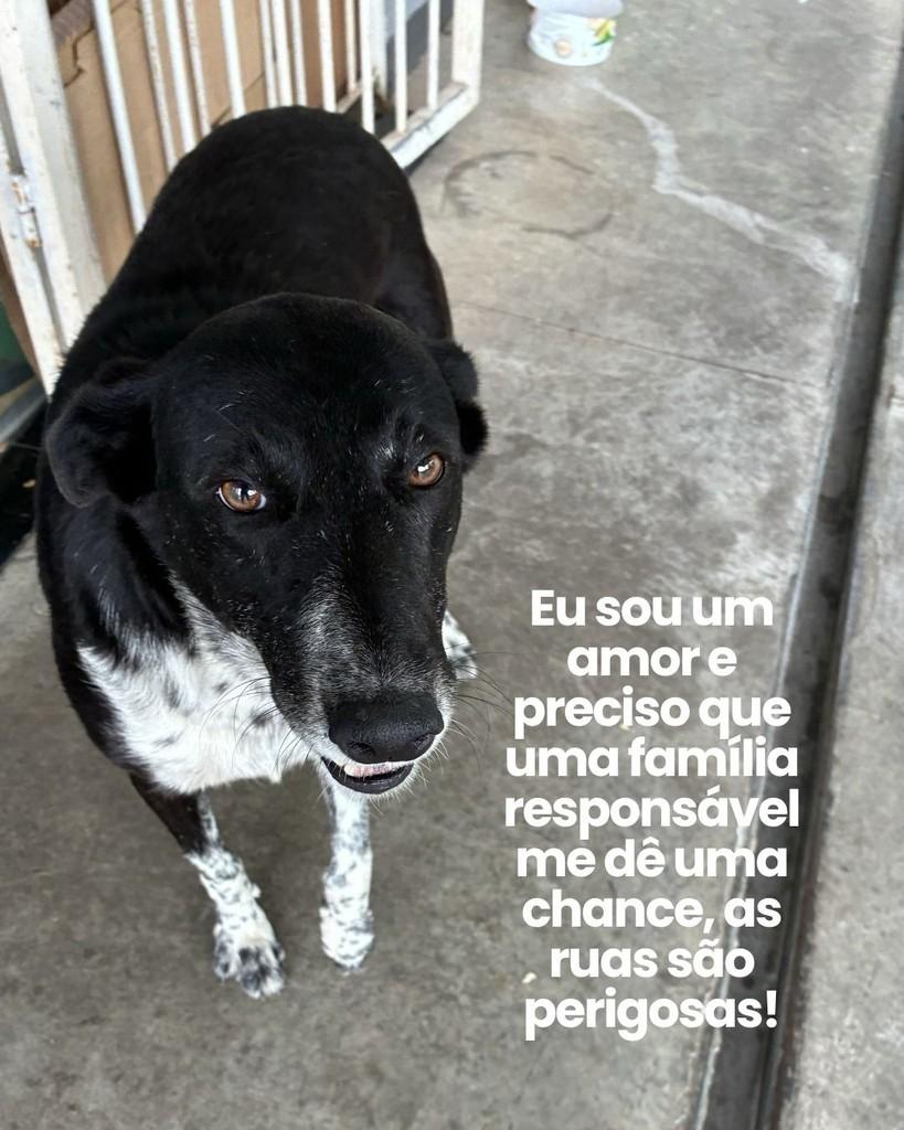 Pretinha, cadela de porte médio para adoção em São Leopoldo - RS