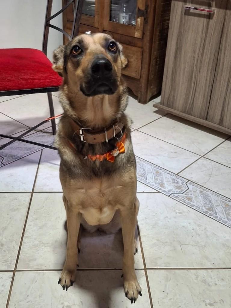 Lility, cachorro de porte médio para adoção em São Leopoldo - RS