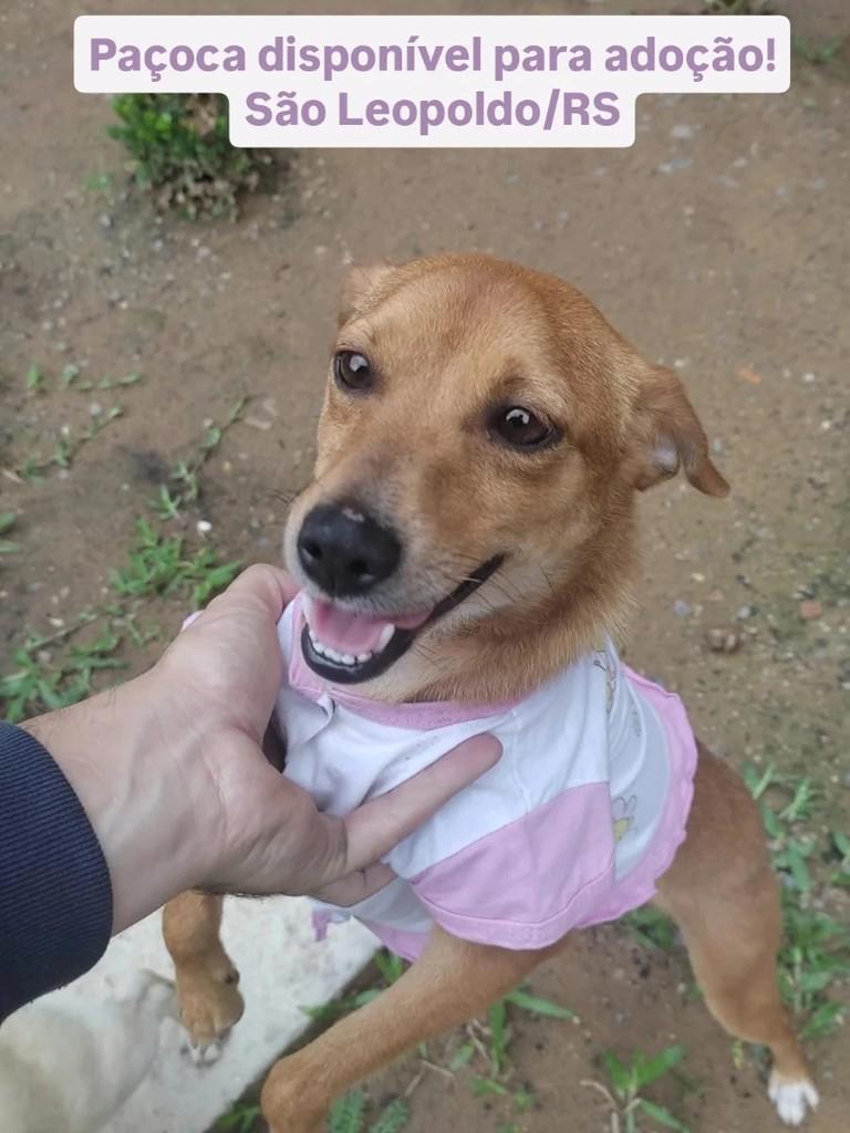 Paçoca, cachorro de porte médio para adoção em São Leopoldo - RS