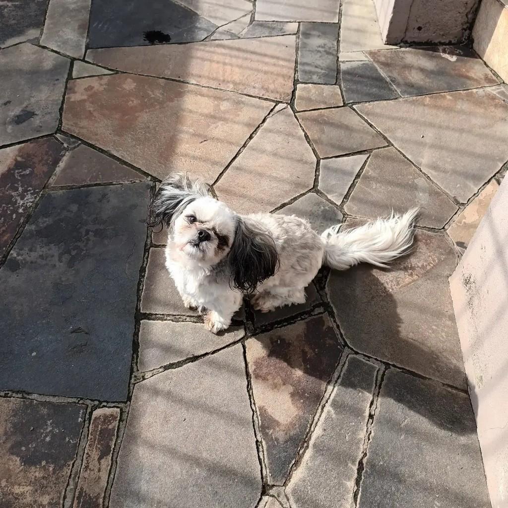Nenê, cachorro de porte pequeno para adoção em São Leopoldo - RS