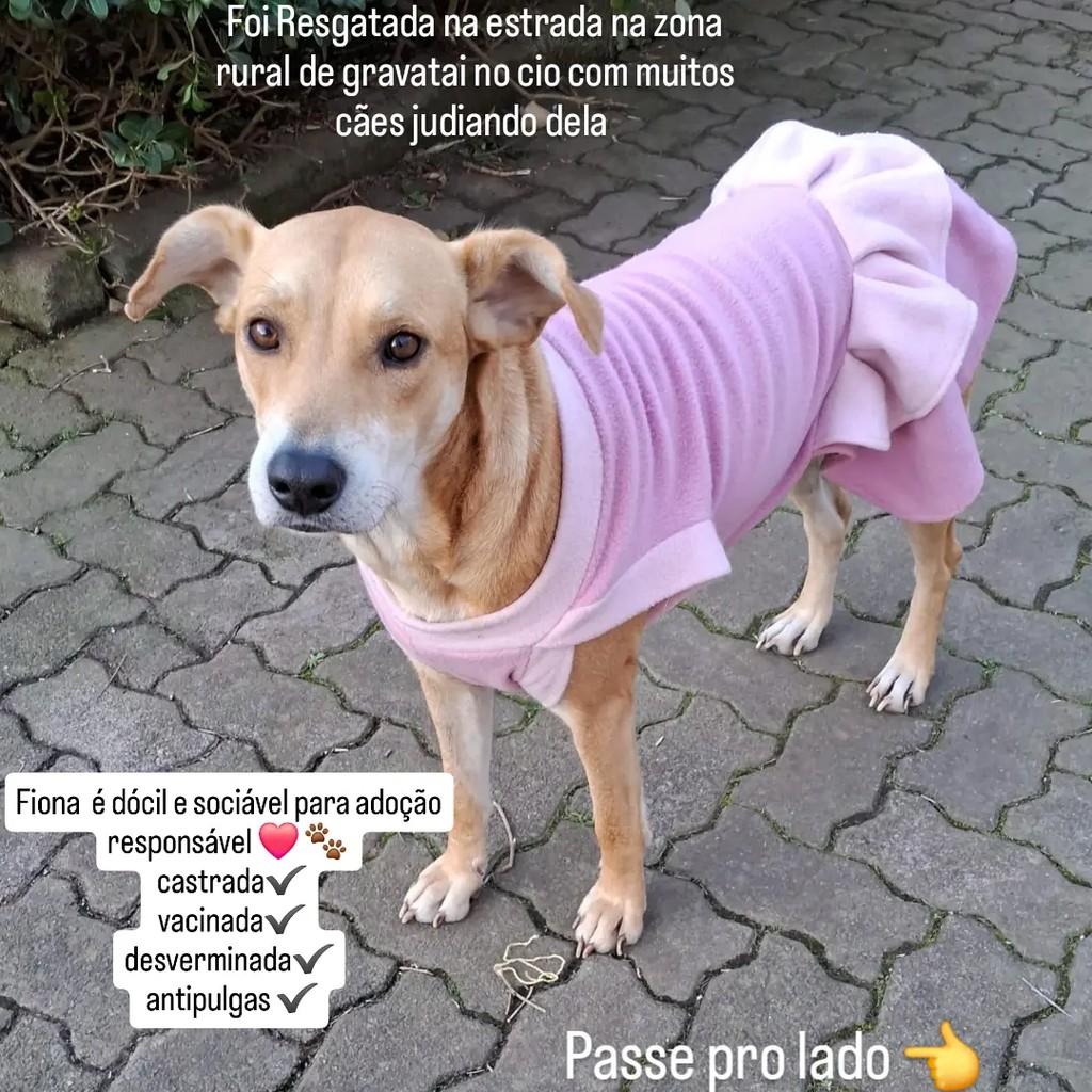Princesa, cachorro de porte pequeno para adoção em São Leopoldo - RS