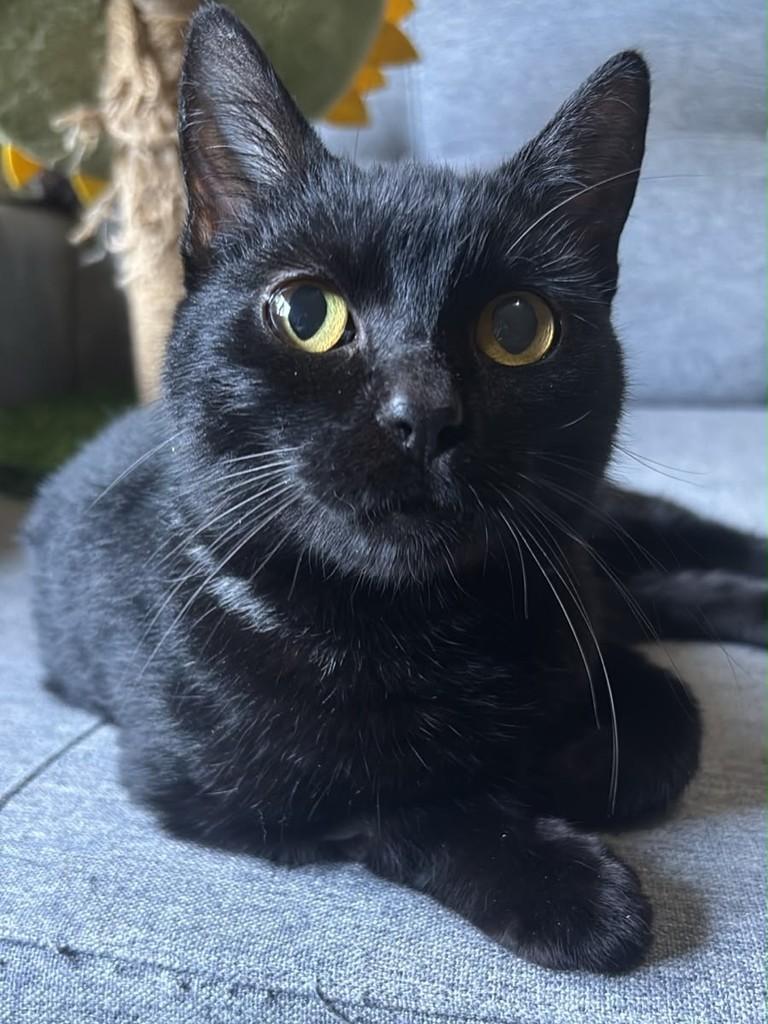 Margot, gata de porte pequeno para adoção em São Leopoldo - RS