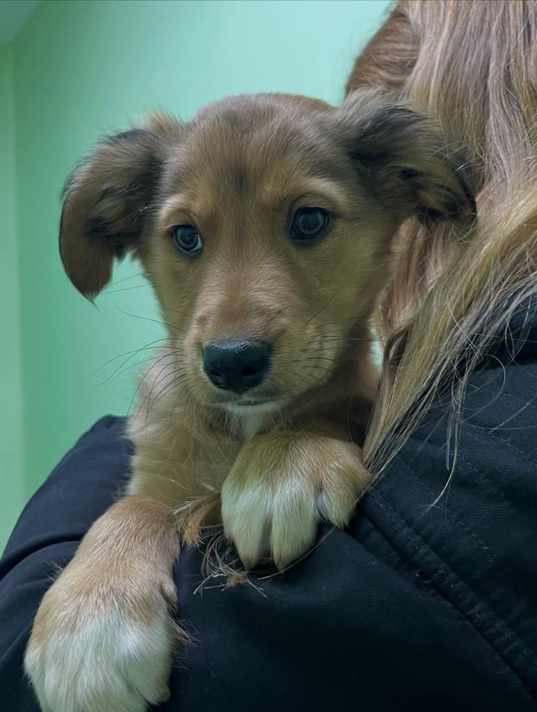 Leonardo, cachorro de porte médio para adoção em São Leopoldo - RS