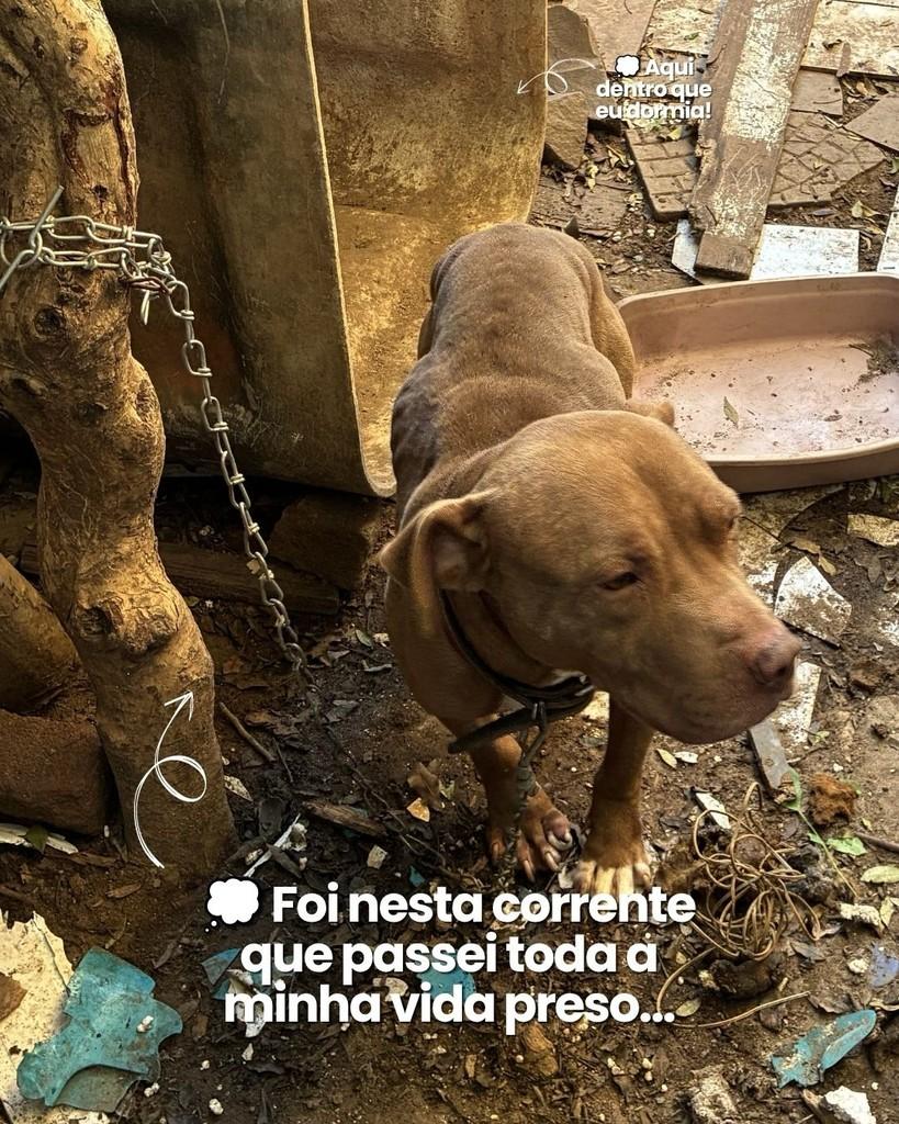 Thor, cachorro de porte médio para adoção em São Leopoldo - RS