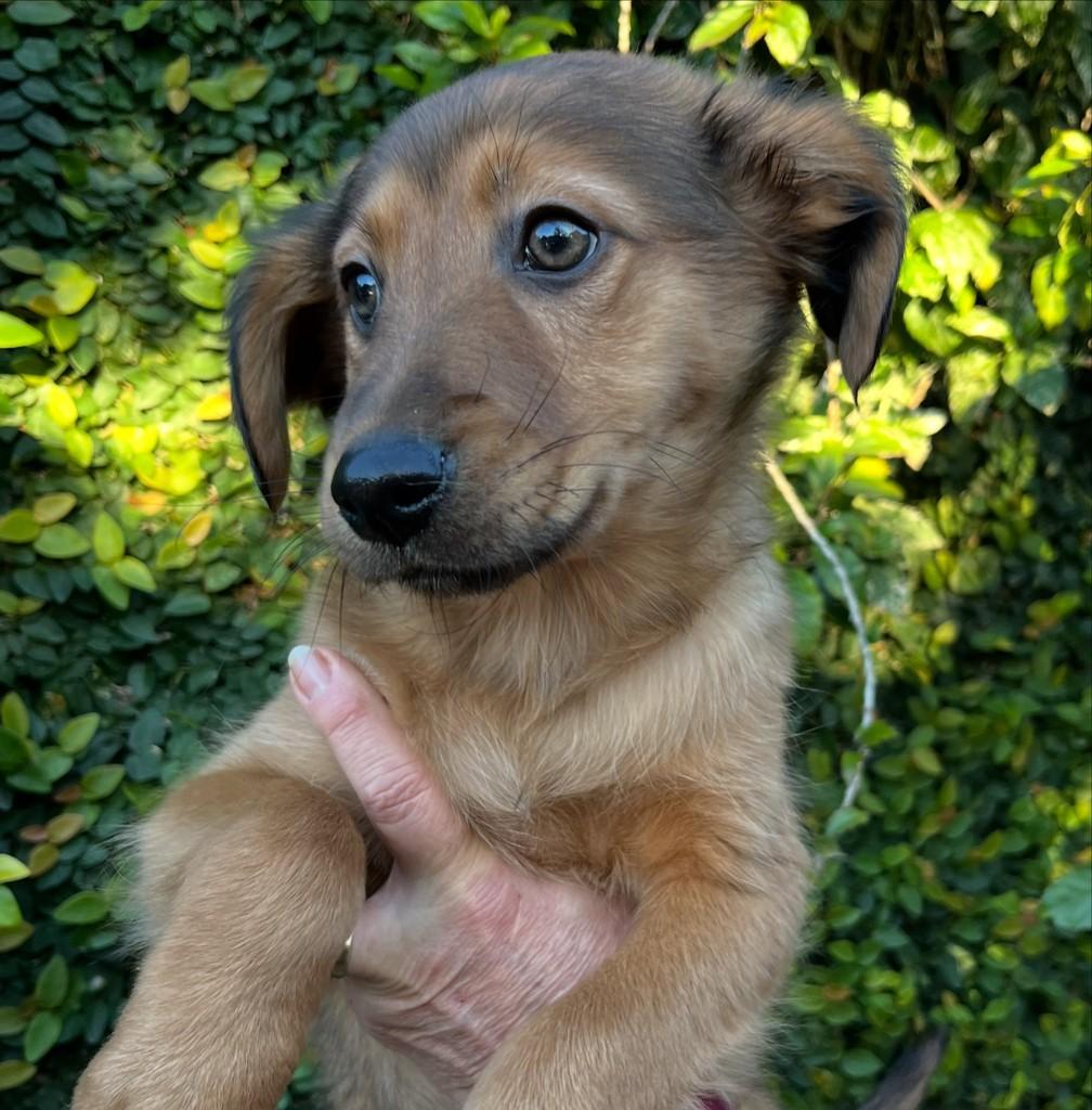 Raphael, cachorro de porte médio para adoção em São Leopoldo - RS