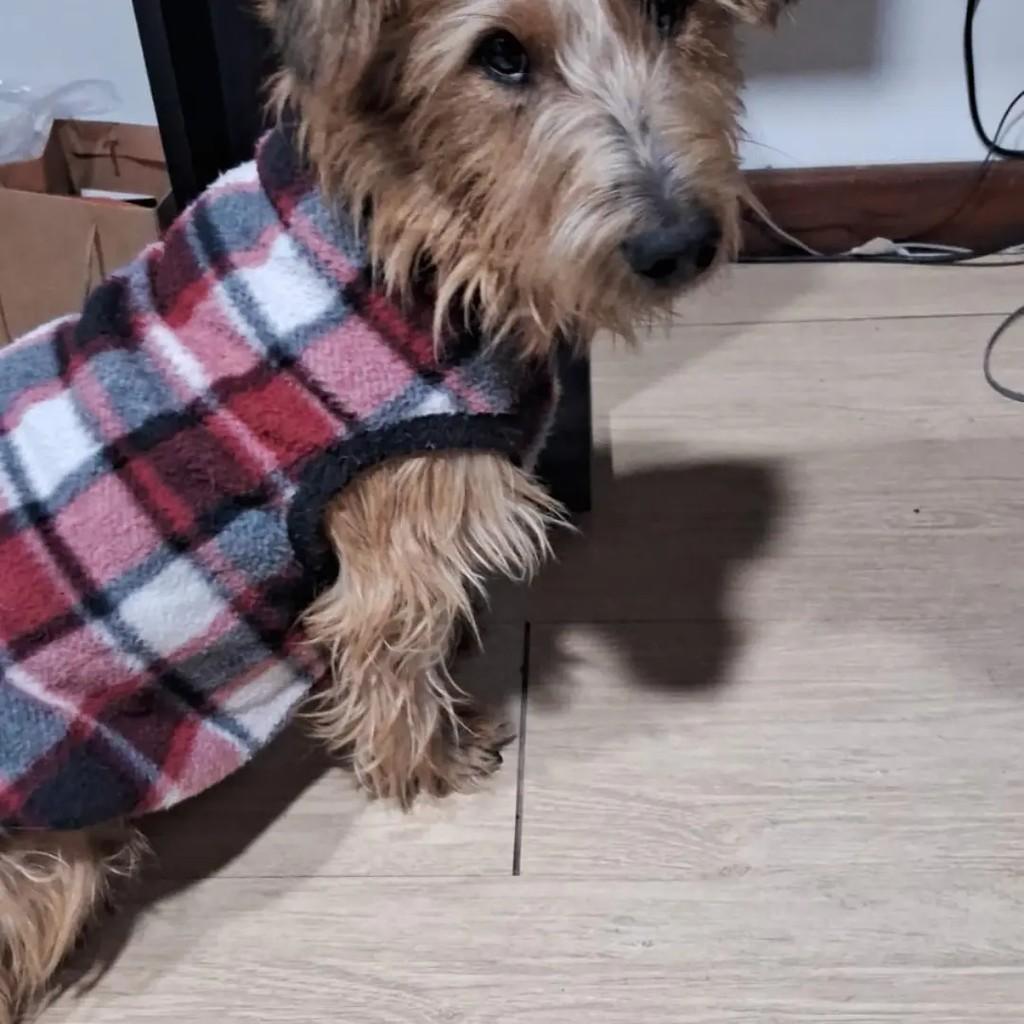 Anjo, cachorro de porte pequeno para adoção em São Leopoldo - RS