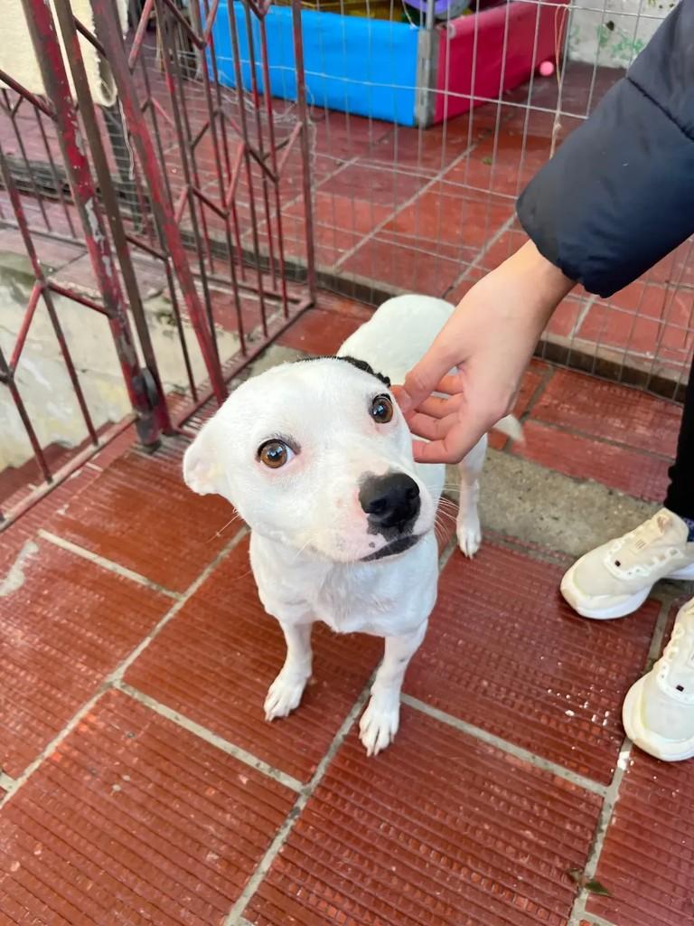 Diana, cachorro de porte médio para adoção em São Leopoldo - RS