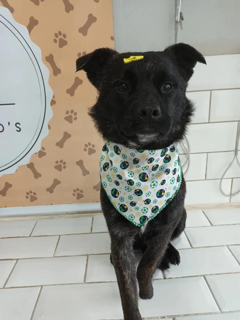 Chiquinho, cachorro de porte pequeno para adoção em São Leopoldo - RS