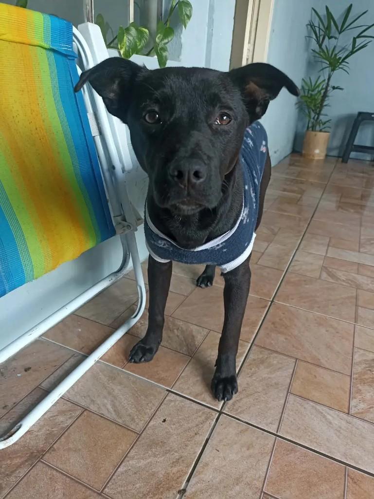 Banguela, cachorro de porte médio para adoção em Sapucaia do Sul - RS