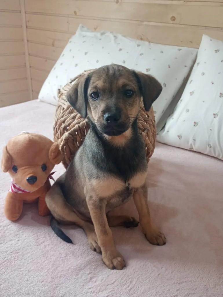 Axel, cachorro de porte pequeno para adoção em São Leopoldo - RS