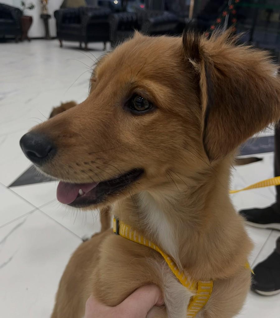 Leozinho, cachorro de porte médio para adoção em Novo Hamburgo - RS